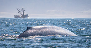 Blue Whale, photo by Daniel Bianchetta