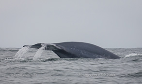 Blue Whale Tail, photo by Daniel Bianchetta