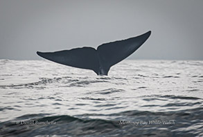 Blue Whale tail, photo by Daniel Bianchetta