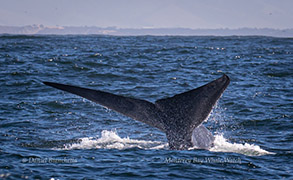 Blue Whale tail, photo by Daniel Bianchetta