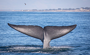 Blue Whale tail, photo by Daniel Bianchetta