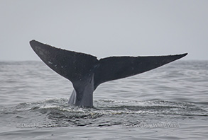 Blue Whale tail, photo by Daniel Bianchetta