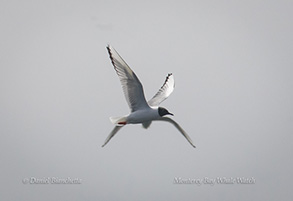 Bonaparte's Gull, photo by Daniel Bianchetta