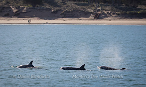 Bottlenose Dolphins close to shore, photo by Daniel Bianchetta