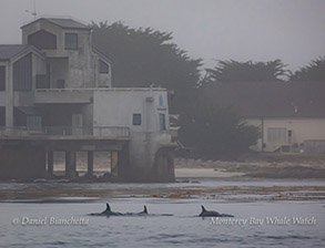 Bottlenose Dolphins, photo by Daniel Bianchetta