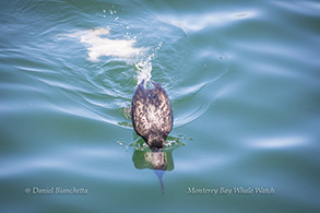 Brandt's Cormorant diving, photo by Daniel Bianchetta