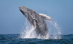 Breaching Humpback Whale, photo by Daniel Bianchetta