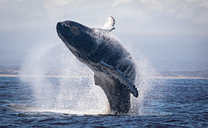 Breaching Humpback Whale, photo by Daniel Bianchetta