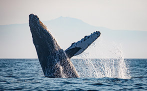 Breaching Humpback Whale, photo by Daniel Bianchetta