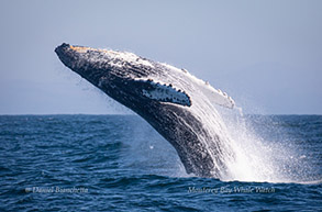 Breaching Humpback Whale, photo by Daniel Bianchetta