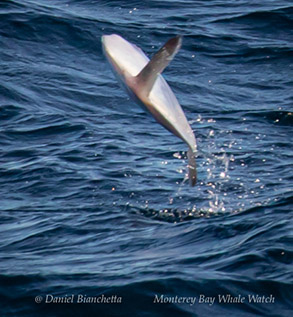 Breaching Mola Mola, photo by Daniel Bianchetta