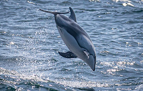 Breaching Pacific White-sided Dolphin, photo by Daniel Bianchetta