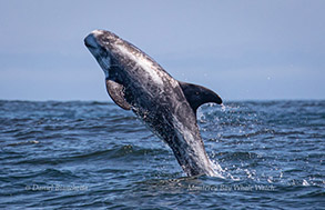 Breaching Risso's Dolphin, photo by Daniel Bianchetta