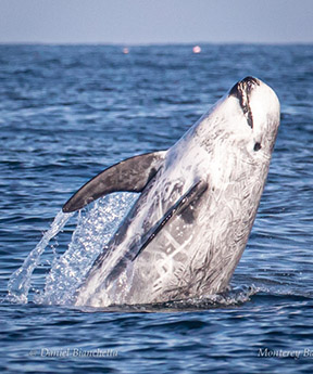 Breaching Risso's Dolphin, photo by Daniel Bianchetta