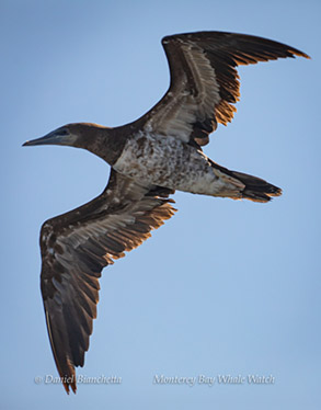 Brown Booby, photo by Daniel Bianchetta