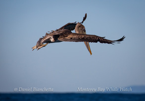 An Eared Grebe and a Western Grebe, photo by Daniel Bianchetta