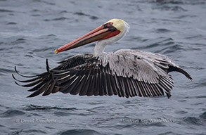 Brown Pelican in breeding plumage, photo by Daniel Bianchetta