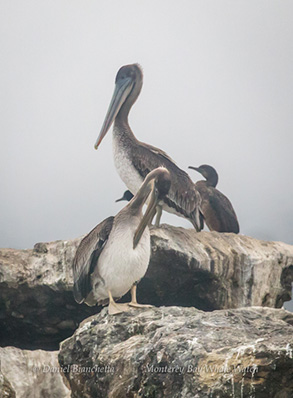 Brown Pelicans and Brandts Cormorants, photo by Daniel Bianchetta