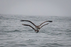 Brown Pelicans, photo by Daniel Bianchetta