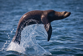 California Sea Lion, photo by Daniel Bianchetta