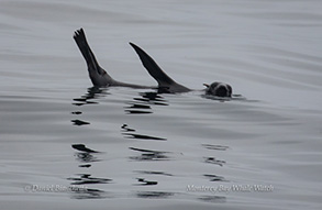 California Sea Lion, photo by Daniel Bianchetta