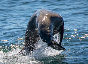 California Sea Lion, photo by Daniel Bianchetta