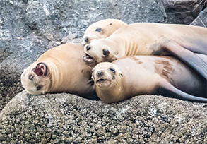 California Sea Lions, photo by Daniel Bianchetta