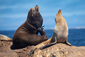 California Sea Lions, photo by Daniel Bianchetta