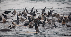 California Sea Lions rafting with some thermal regulating, photo by Daniel Bianchetta