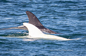 Risso's Dolphins - Casper and friend (how appropriate to see Casper on Halloween), photo by Daniel Bianchetta