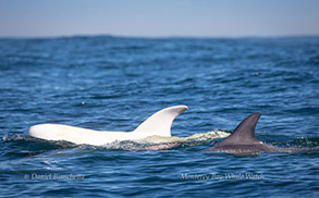 Casper the albino Risso's Dolphin and friend, photo by Daniel Bianchetta