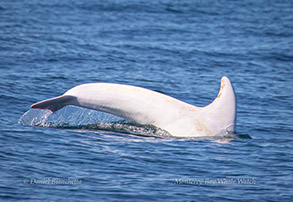 Albino Risso's Dolphin 'Casper', photo by Daniel Bianchetta