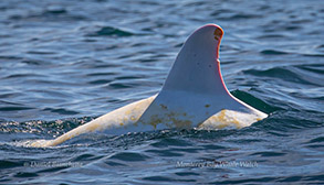 Casper, the Albino Risso's Dolphin, photo by Daniel Bianchetta