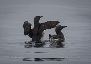 Common Murre father and chick, photo by Daniel Bianchetta