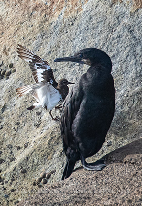 Black Turnstone and a Brandts Cormorant, photo by Daniel Bianchetta