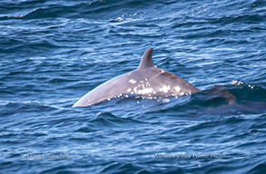 Cuvier's Beaked Whale, photo by Daniel Bianchetta