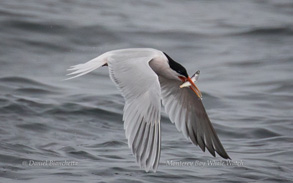 Elegant Tern with anchovy, photo by Daniel Bianchetta