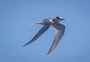 Elegant Tern, photo by Daniel Bianchetta