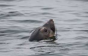 Elephant Seal, photo by Daniel Bianchetta