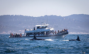 Female Killer Whales by the Sea Wolf II, photo by Daniel Bianchetta