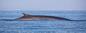 Fin Whale, photo by Daniel Bianchetta