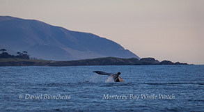 Gray Whale, photo by Daniel Bianchetta