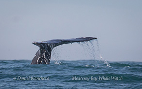 Gray Whale, photo by Daniel Bianchetta