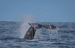 Gray Whale tail, photo by Daniel Bianchetta