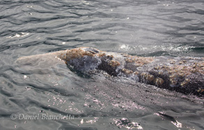 Gray Whale, photo by Daniel Bianchetta