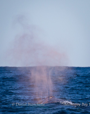 Gray Whale rain blow, photo by Daniel Bianchetta