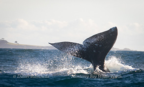 Gray Whale tail, photo by Daniel Bianchetta