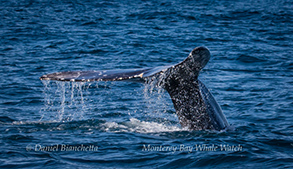 Gray Whale tail, photo by Daniel Bianchetta