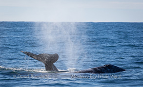 Gray whales, photo by Daniel Bianchetta