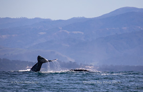 Gray Whales, photo by Daniel Bianchetta